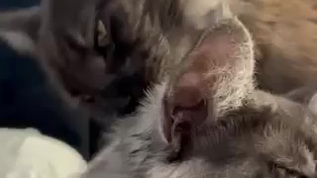 I love my sister. Funny cats.