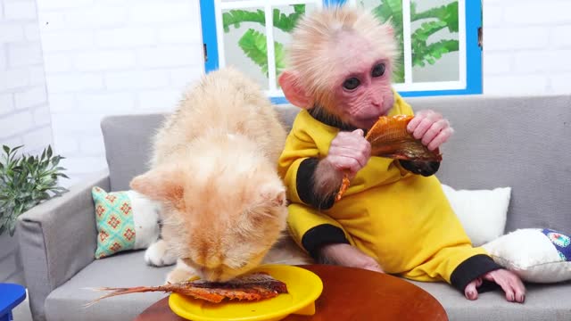 Satisfying video of monkey