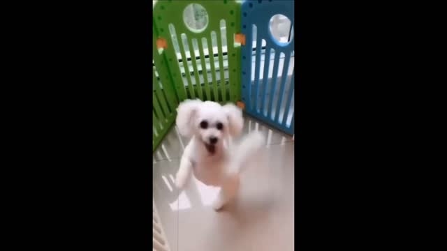 Cute Dog video_Funny dog video