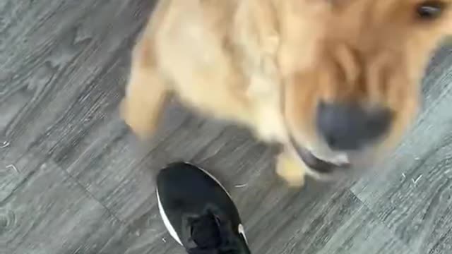 Dog is excited to show mom the mess he made while she was gone.