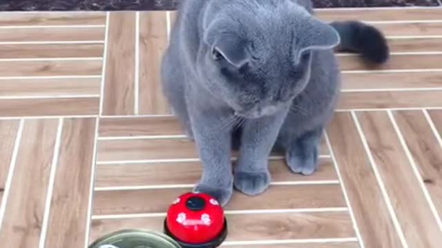 Look how smart this cat is