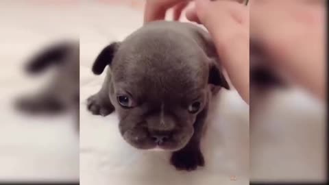 Cute puppy video 2021