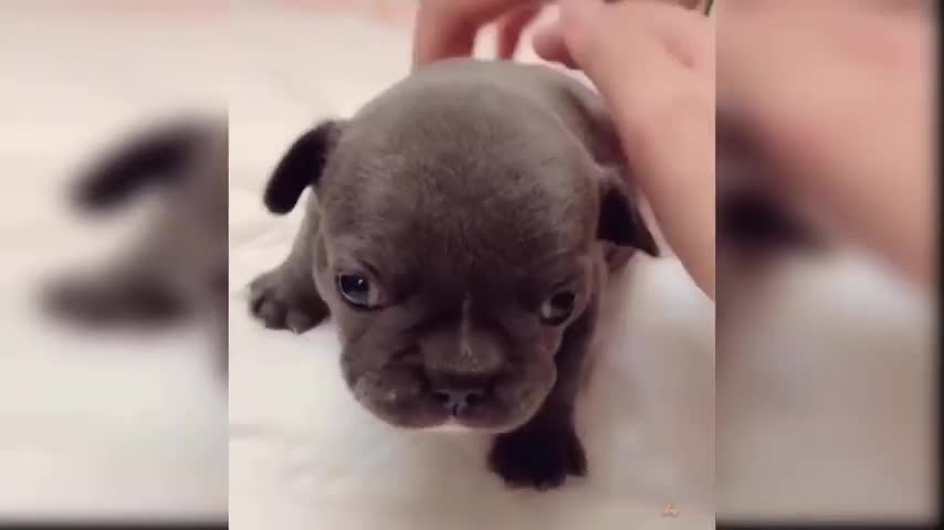 Cute puppy video 2021