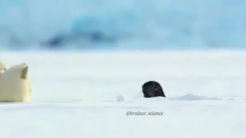 The seal accidentally scared the polar bear.