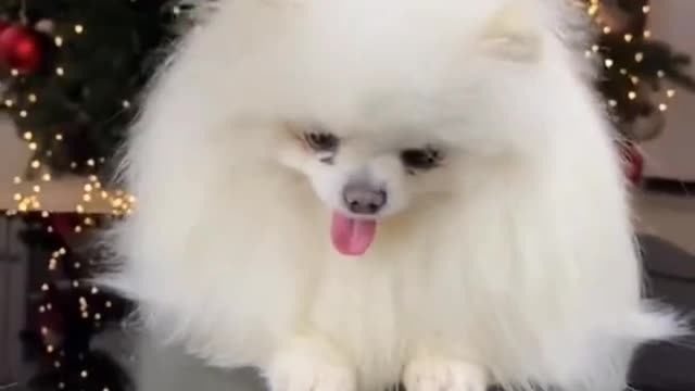 Ultimate baby cuet dog and funny video