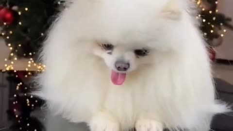 Ultimate baby cuet dog and funny video