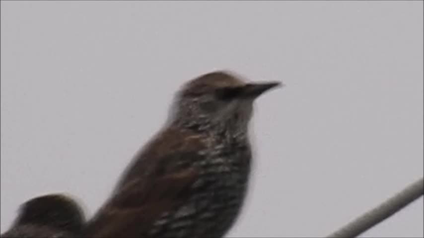 Birds on a wire