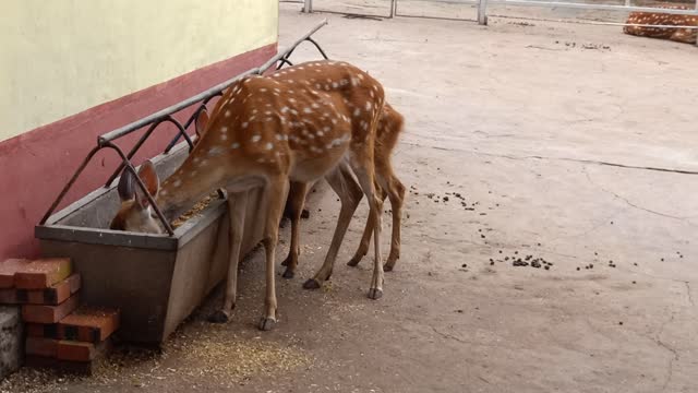 This sika deer has a large abdomen. It should be pregnant.