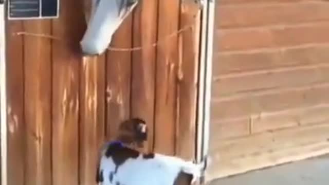 OMG!!! Two leg goat facing Horse