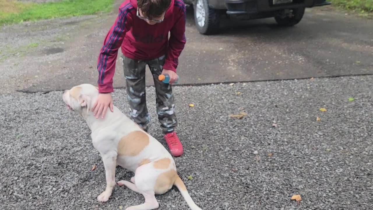 MYSTERIOUS PIT BULL SHOWS UP ON WORK SITE