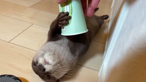 otter makes a mocking pose when I point a paper cup at it.