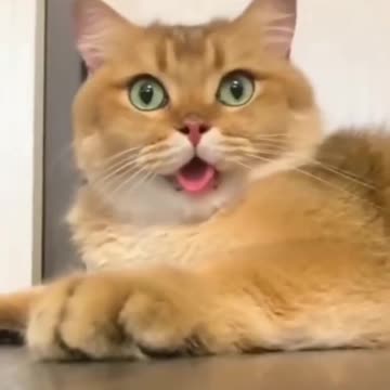 Cute Kitten Funny Videos 😍 | Best Funny Cat videos # 137 | #Shorts | Funny Animals | Pet Maja
