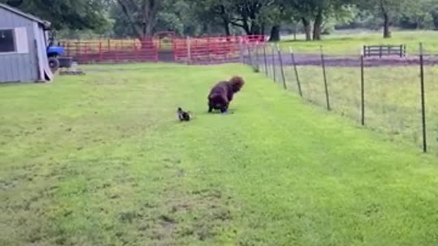 Duck waits outside the window for his