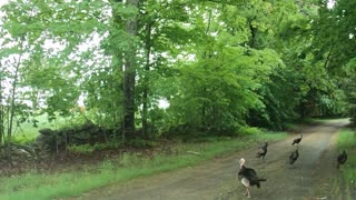 Wild Turkeys