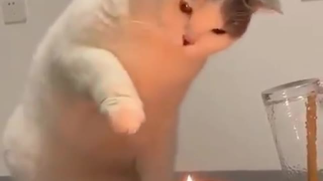 A cat plays with a candle