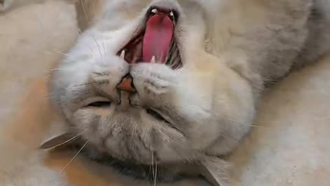 Cat 🐈😺 sleep ing #funy short viral video