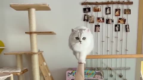 Cute pet rally place Episode 7