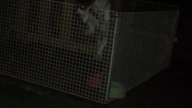 Glowing eyes puppy jumps out of white cage at night