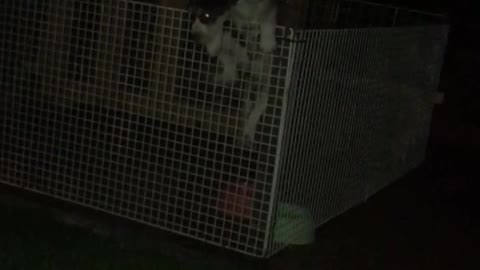 Glowing eyes puppy jumps out of white cage at night