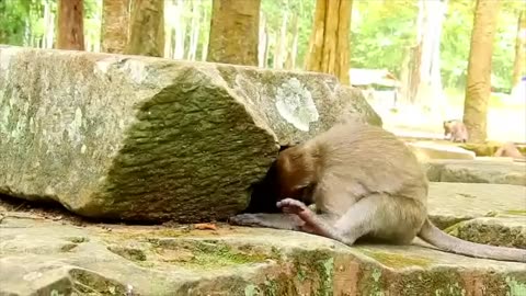 Cranky little monkey asking for milk, throwing tantrums