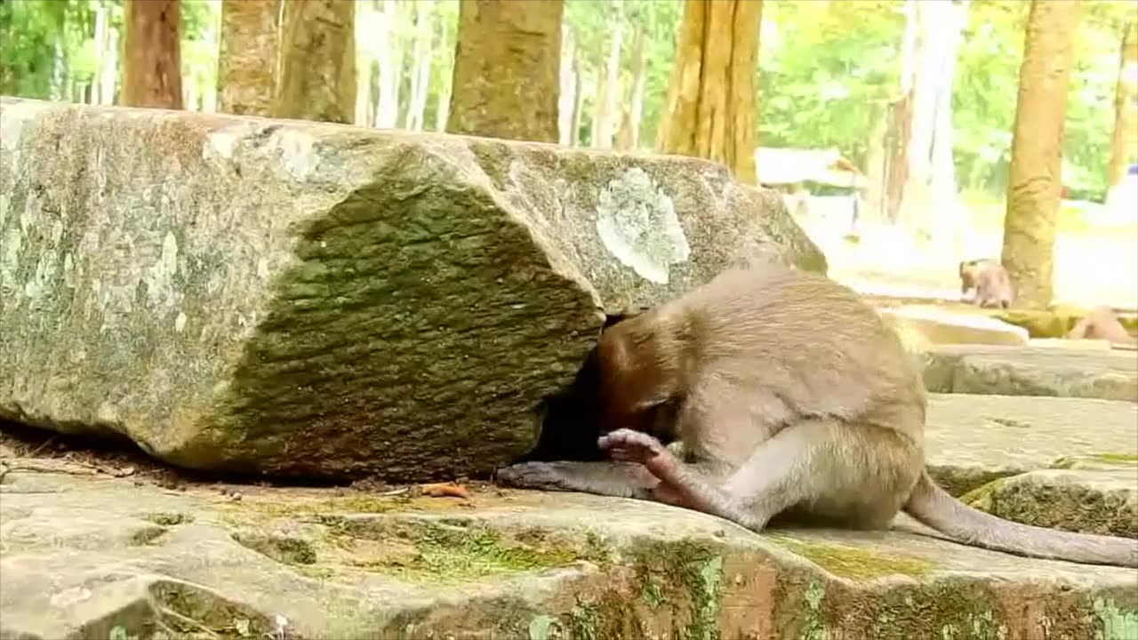 Cranky little monkey asking for milk, throwing tantrums