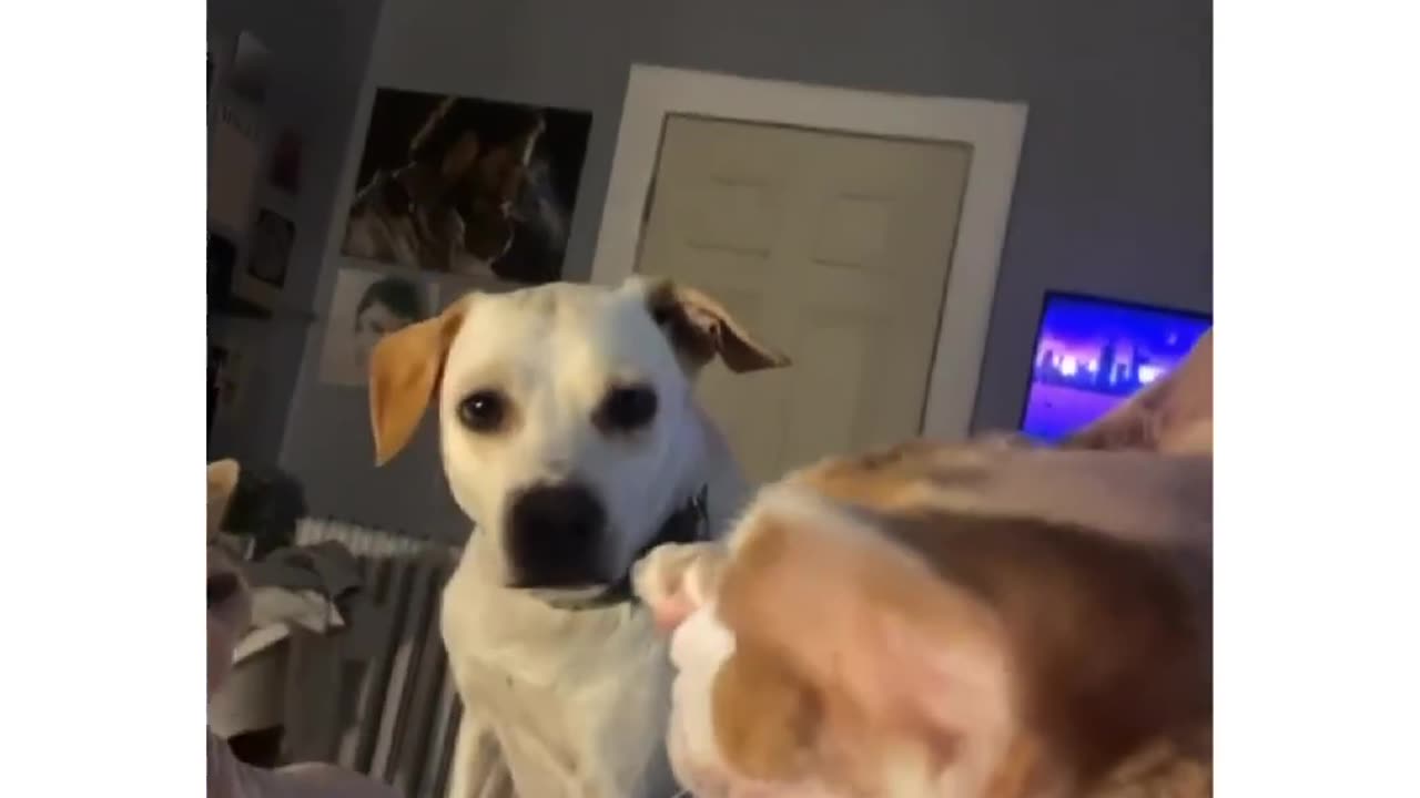 Dog- “my money is on the naked one.” ••• - @adrienneschoop_14#dogs #cats #dog