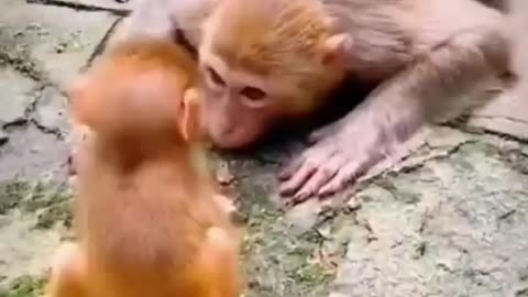 Mother's love ❤️