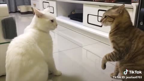 Cats talking !! These cats can speak better english than hooman.