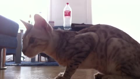 Serengeti Cat Minos Being Trained to 'Schleck' (lick his lips)