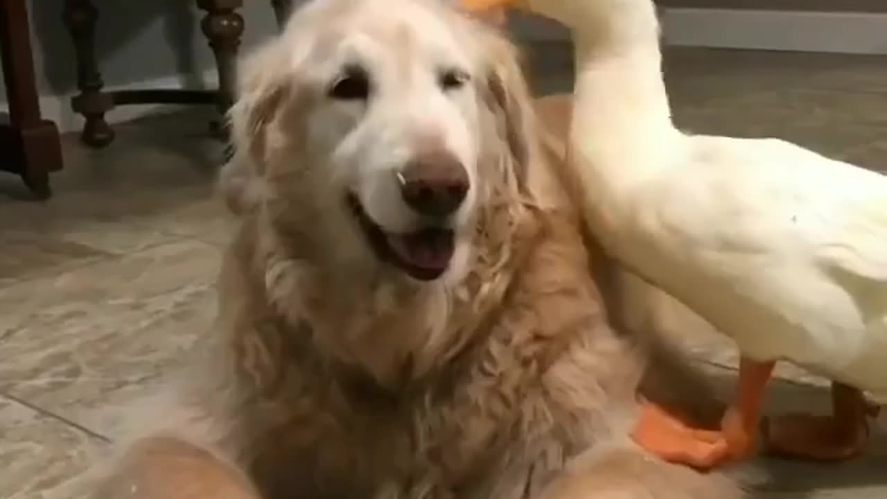 Funny dog and duck 😂😂