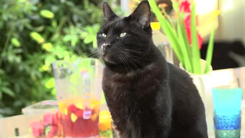 Black cat