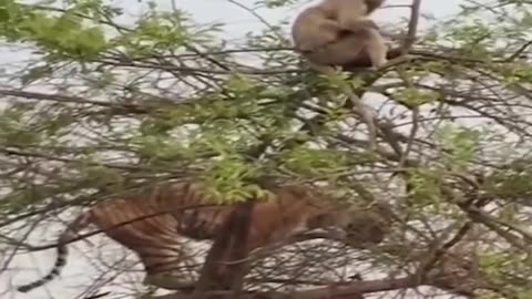 Monkey vs Lion