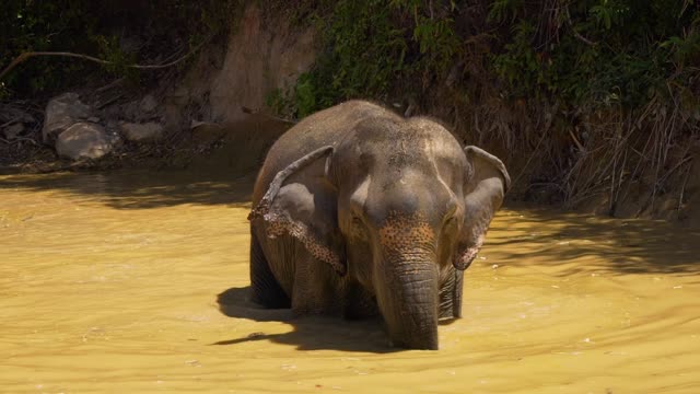 Elephant cooling off in a lake