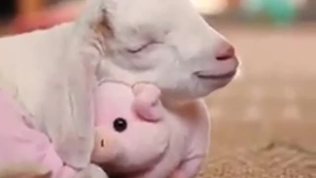 The Happiest Goat In The World