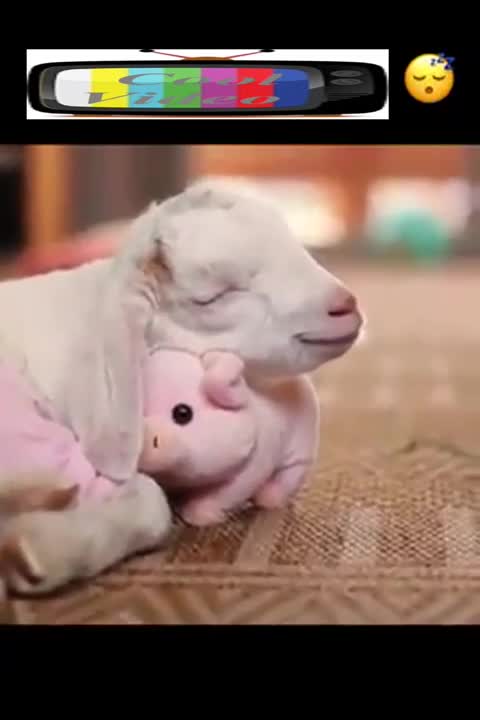 The Happiest Goat In The World