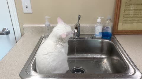 Casper playing in the water coming from the faucet