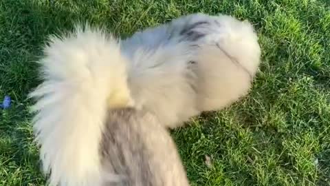 🔥Funniest Dogs will make you laugh all day long | Instagram Reels and Tiktok Videos | Desi animals 🔥