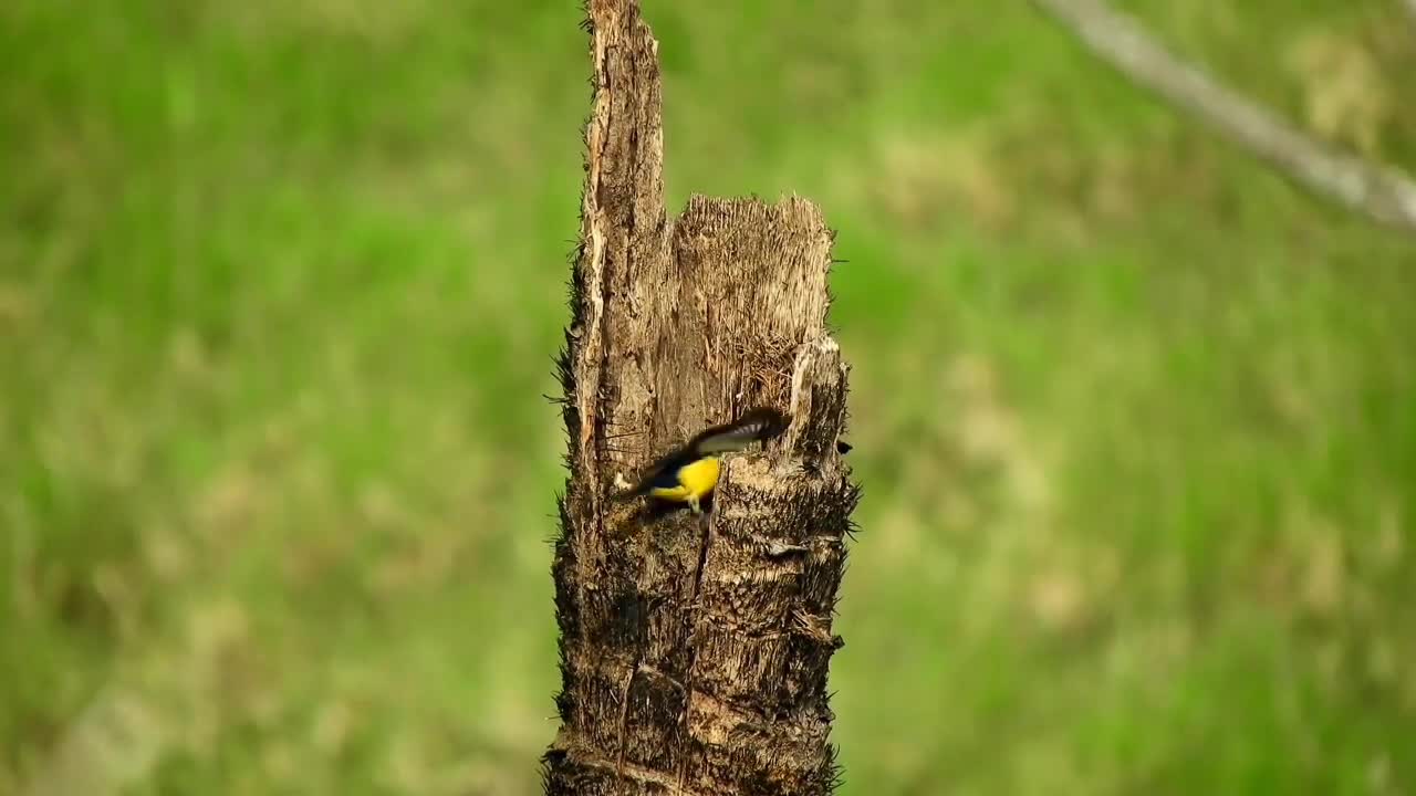 Dazzling Variety of Birds and Melodies