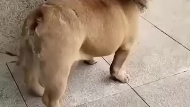 Funny dog video ,dogs really better than humans