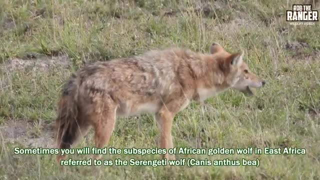 African Golden Wolf In Amboseli - Zebra Plains Safari_Cut.mp4