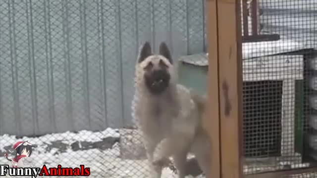 Dogs-funny animals