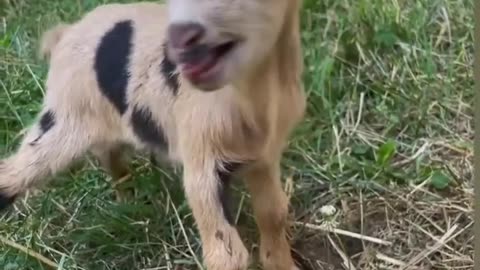 Beautiful and sweet goat