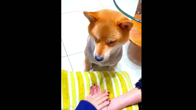 Funniest Cats and Dogs 🐱🐶 Part 9