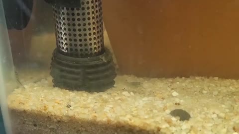 What makes Marmorkrebs special?