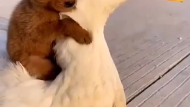 Cute Moment Of A Puppy And A Duck