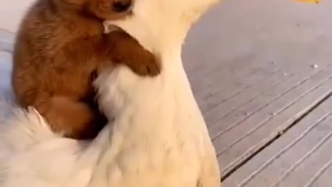 Cute Moment Of A Puppy And A Duck