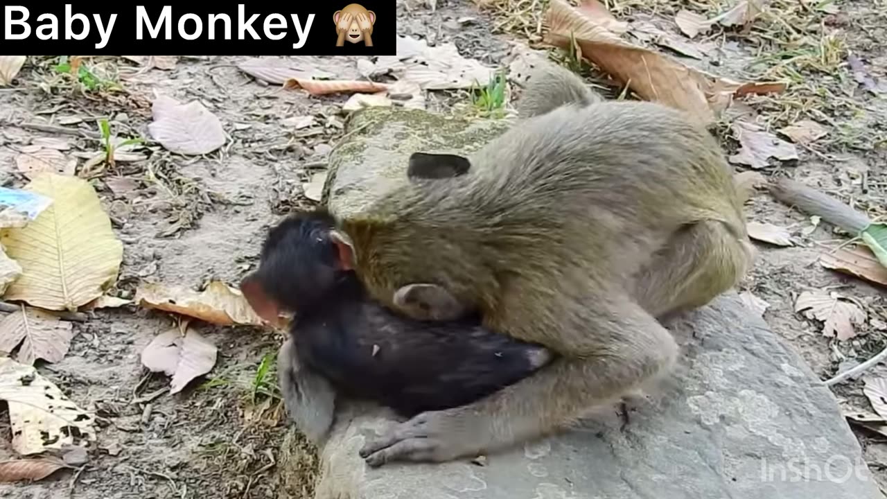 O.M.G! What's Adult Doing Very Little Baby Monkey Like this! So Heavy Playing!