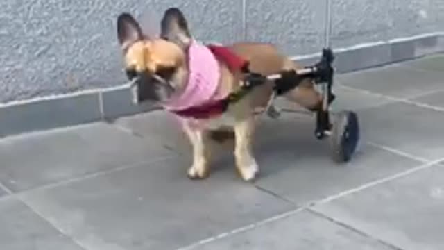 Boomerang of brown dog walking in wheelchair on sidewalk