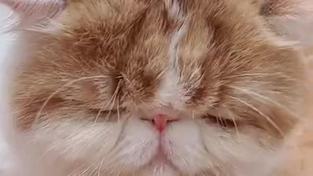 Lovely Cat, black cat, cats, funny cats 😹 Cute and Funny Animals Compilation