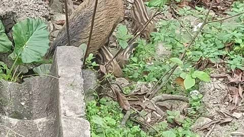 Wild Pig and babies i video them